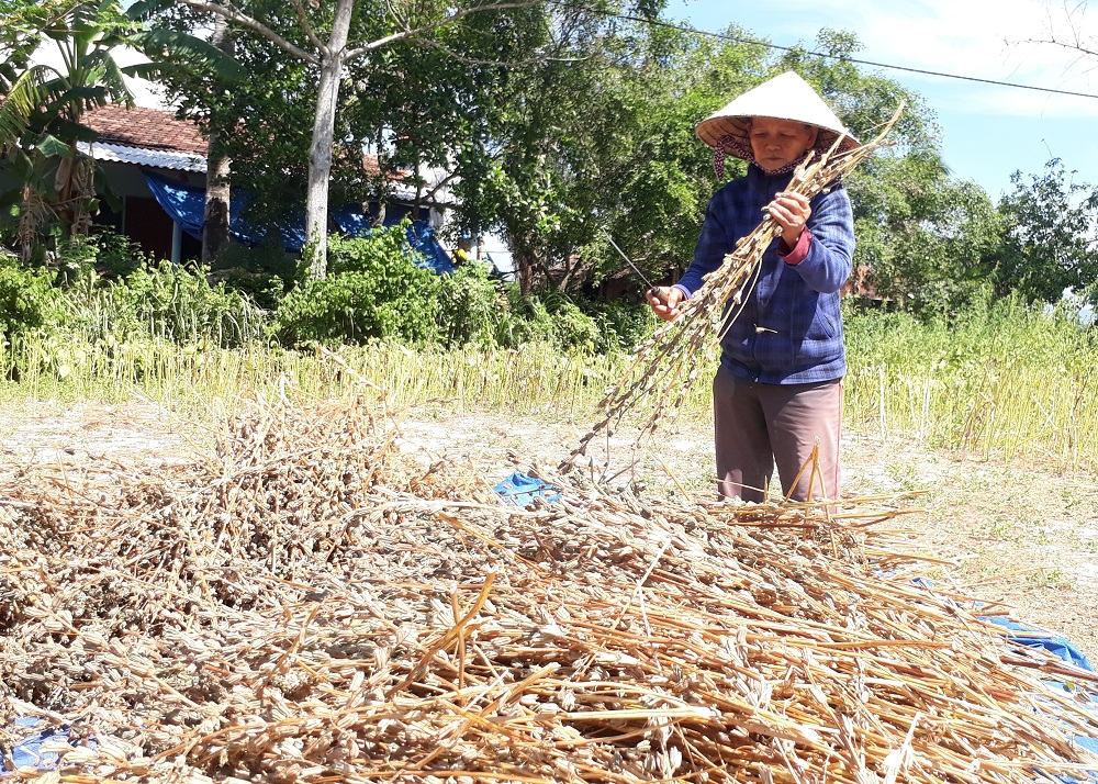 Bà Nguyễn Thị Tam cắt và giũ mè