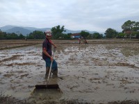 Nông dân khối Phú Văn, Phú phong đang xuống giống vụ hè