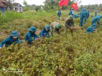 Trên 100 dân quân hỗ trợ nông dân thu hoạch đậu phụng