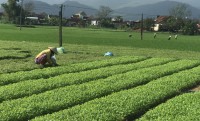 Huyện Tây Sơn đầu tư phát triển du lịch nông thôn cho làng rau Thuận Nghĩa (Phú Phong) trong giai đoạn 2021 - 2025 gắn với Chương trình mục tiêu quốc gia xây dựng nông thôn mới. Ảnh: THU DỊU