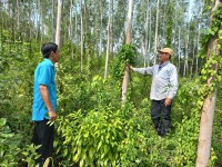 Ông Nguyễn Văn Thu (bìa phải) và diện tích rừng 4,6 ha đã đăng ký chuyển thành rừng có chứng chỉ FSC.