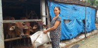 Gia đình bà Nguyễn Thị Phượng phủ bạt che mưa tạt, gió lùa cho đàn bò