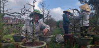Gia đình ông Cao Sơn Quân đang chăm sóc cho vườn mai
