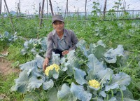Mô hình rau VIETGAP 03 ha tại thôn Hòa Trung từ đất chuyển đổi trồng các loại cây kém hiệu quả trước đây