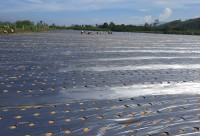 Mô hình trồng cây dược liệu Sâm bố chính diện tích 1,2ha tại thôn Nam Giang