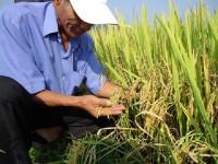 Chính sách hỗ trợ lúa lai cho đồng bào DTTS những năm qua đã phát huy hiệu quả, giúp người dân miền núi Bình Định ổn định lương thực