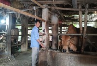 Hộ Ông Võ Đức Trung thoát nghèo nhờ vay vốn NHCSXH nuôi bò lai sinh sản