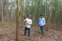 Ông Trần Văn Thu ở thôn Tiên Thuận, xã Tây Thuận đang phát dọn khu rừng để chuẩn bị khai thác rừng đạt chứng chỉ FSC