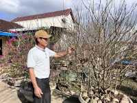 Anh Lê Văn Tư - thành viên chi Hội nghề nghiệp chăm sóc cây hoa đào cảnh
