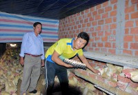 Mô hình nuôi gà siêu trứng trong phòng lạnh của hội viên nông dân xã Tây Thuận