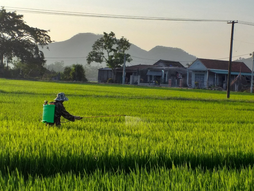 Chủ động phòng trừ bệnh đạo ôn hại lúa vụ Đông Xuân