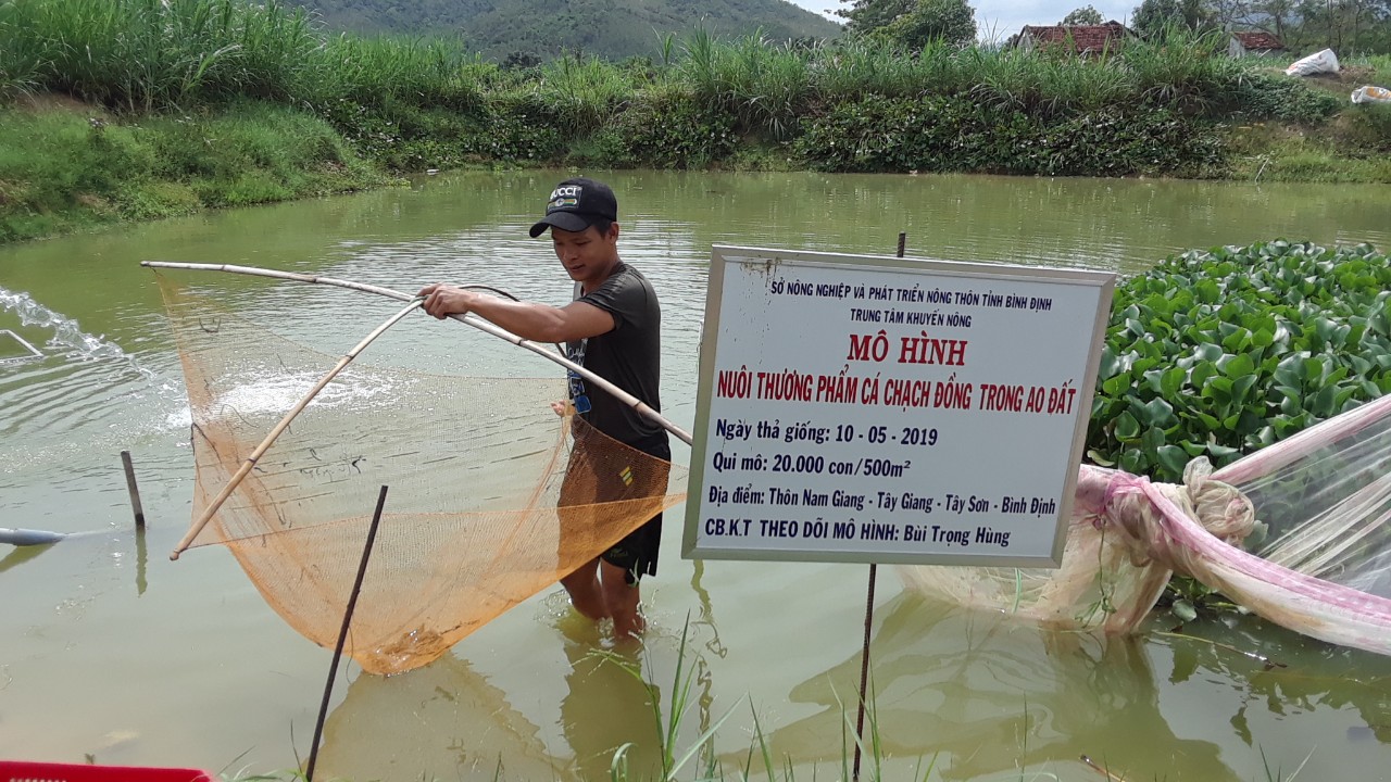 Mô hình mới triển vọng - Nuôi thương phẩm cá chạch đồng