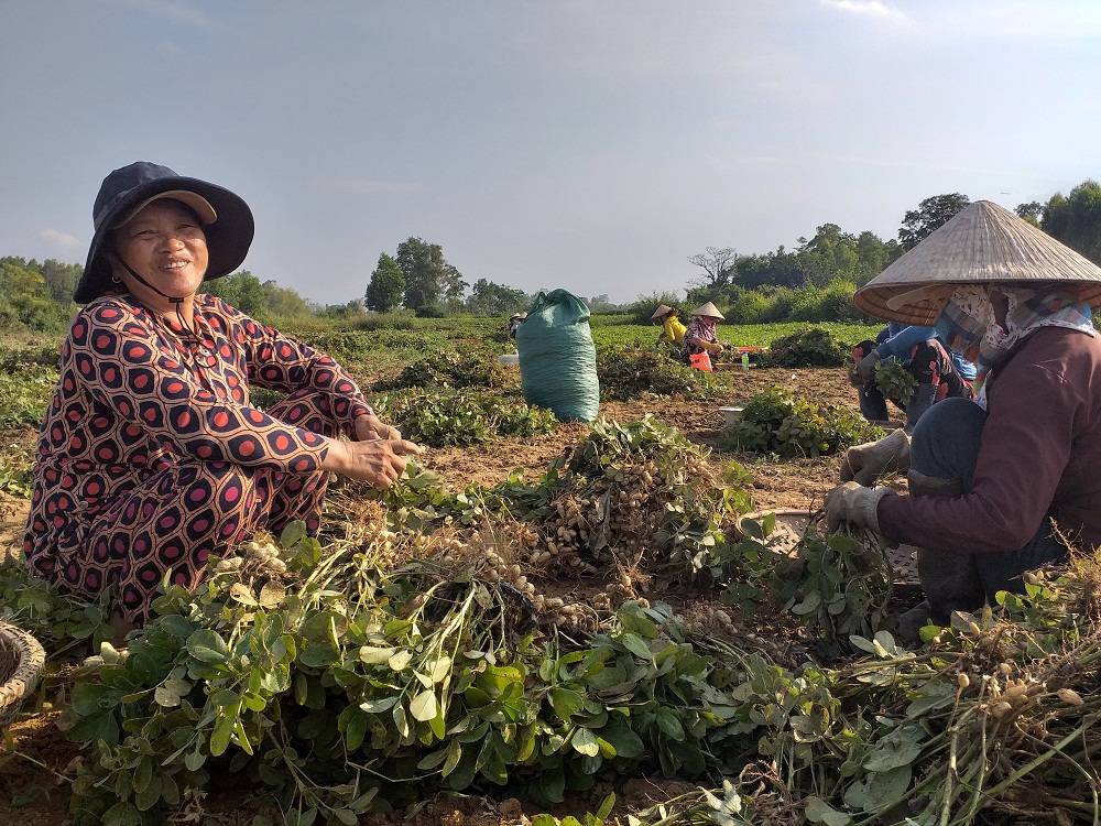 Nông dân thu hoạch đậu phụng