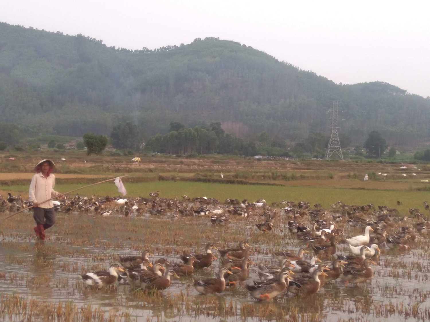 Chăn nuôi vịt tại xã Bình Tường