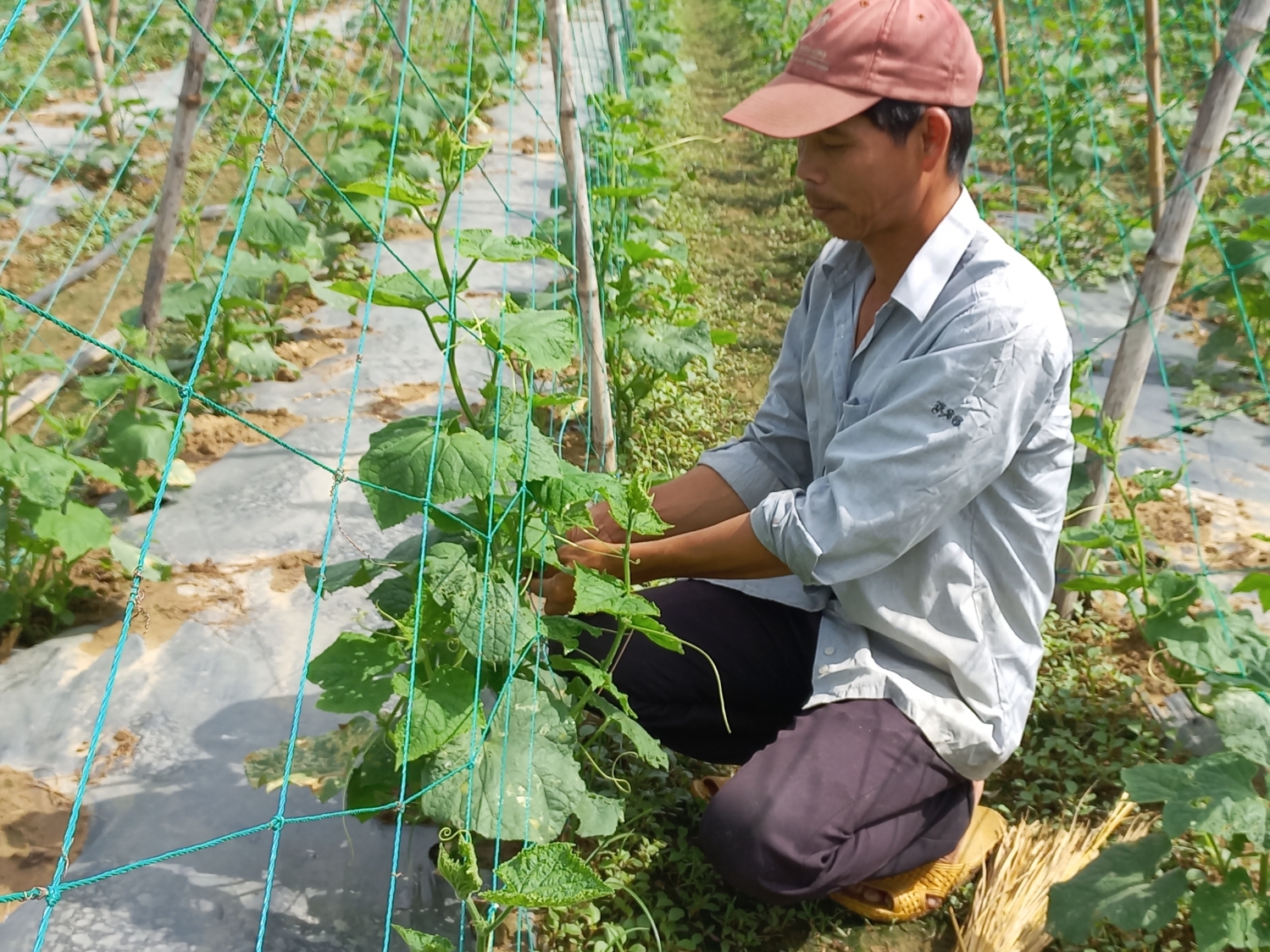 Chăm sóc rau an toàn VietGAP Thuận Nghĩa