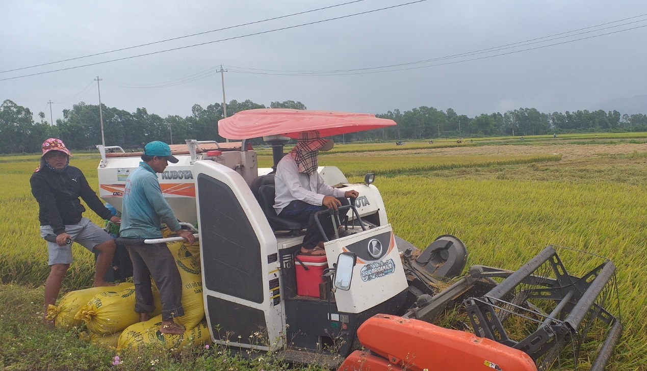 Thu hoạch lúa vụ Đông Xuân