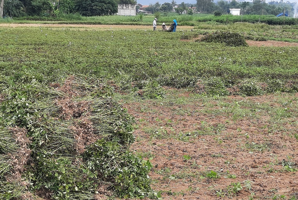 Cây đậu phộng trên đất Tây Giang