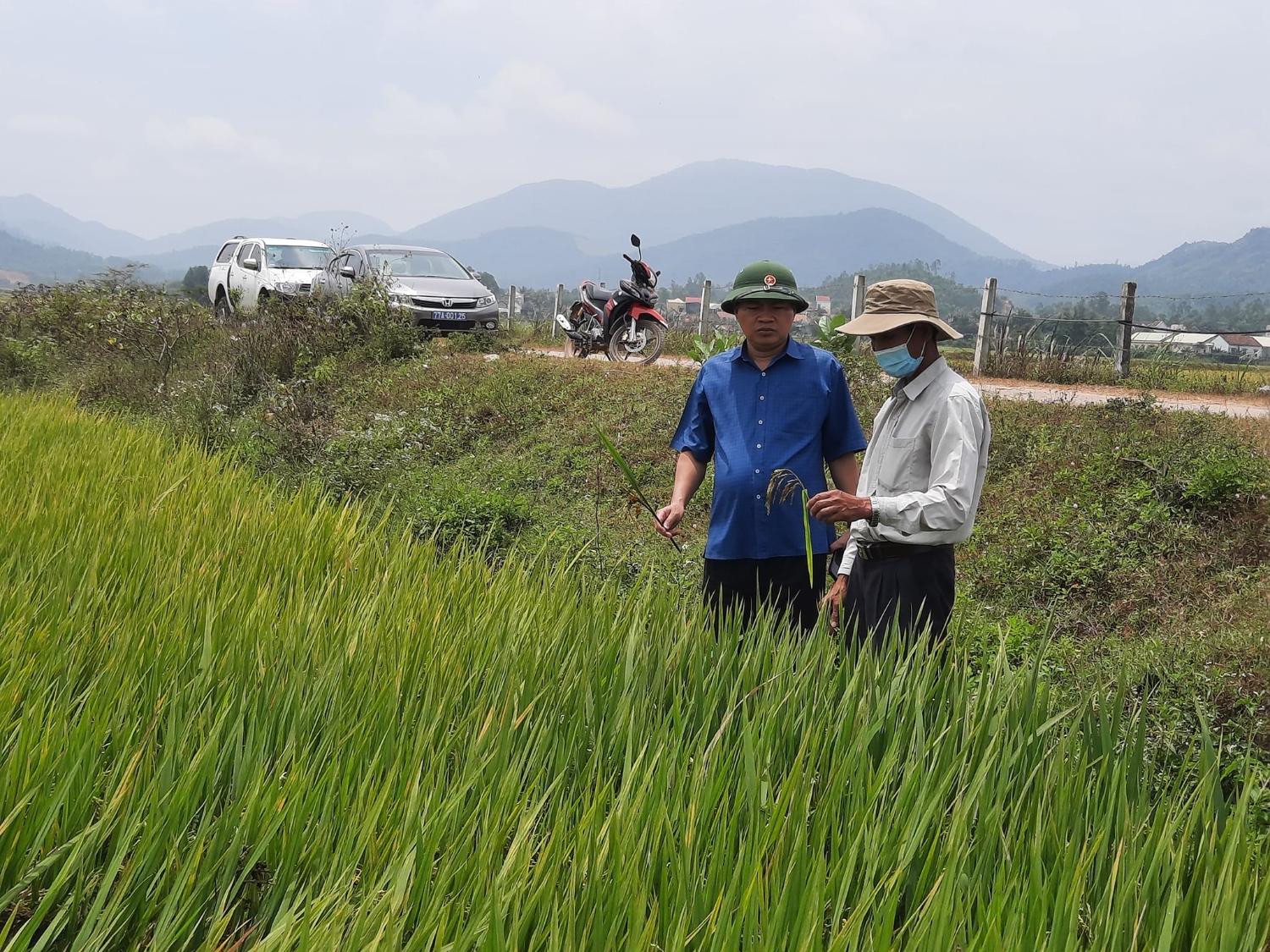 Khẩn cấp phòng trừ rầy hại lúa Đông Xuân