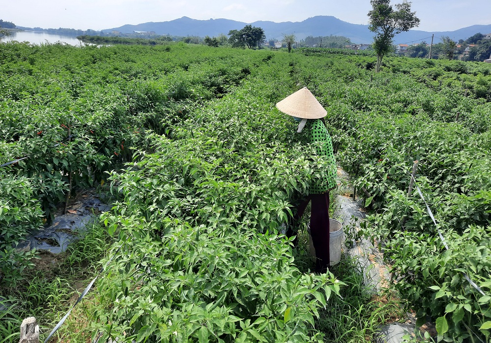 Nông dân trồng ớt ở xã Bình Hòa