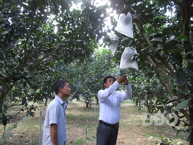 Ngành Nông nghiệp huyện vận động các nhà vườn trồng bưởi da xanh mạnh dạn đăng ký sản phẩm OCOP.  Ảnh: Đ. PHƯƠNG