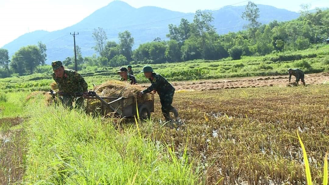 Thu hoạch lúa vụ Hè Thu cho hộ dân có hoàn cảnh khó khăn