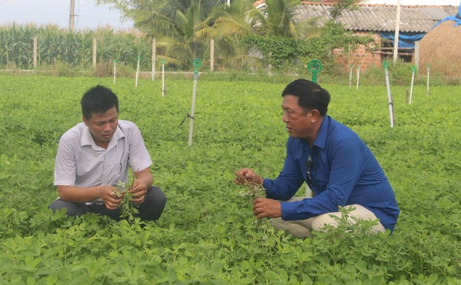 Cán bộ nông nghiệp huyện Tây Sơn trực tiếp xuống ruộng kiểm tra, hướng dẫn kỹ thuật cho nông dân trồng đậu phụng ở xã Bình Thuận. Ảnh: THU DỊU