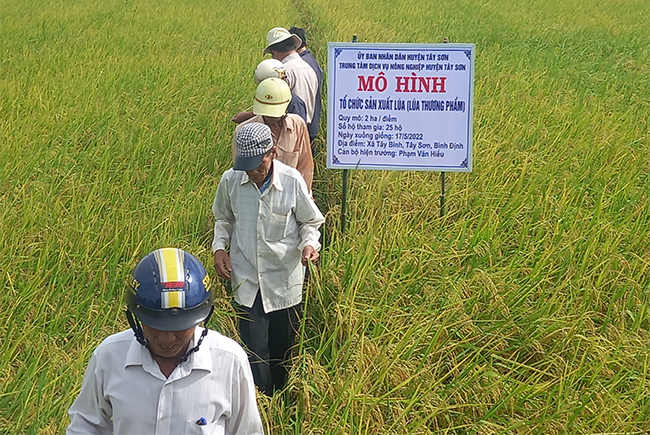 Nông dân tham gia mô hình, đại diện chính quyền địa phương và Trung tâm DVNN huyện đều đánh giá cao giống lúa ST 25