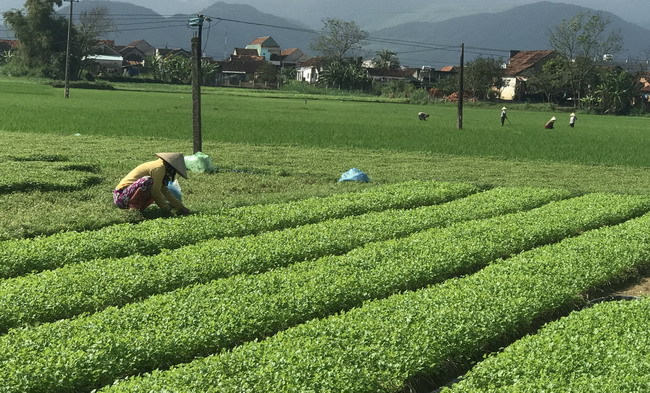 Huyện Tây Sơn đầu tư phát triển du lịch nông thôn cho làng rau Thuận Nghĩa (Phú Phong) trong giai đoạn 2021 - 2025 gắn với Chương trình mục tiêu quốc gia xây dựng nông thôn mới. Ảnh: THU DỊU