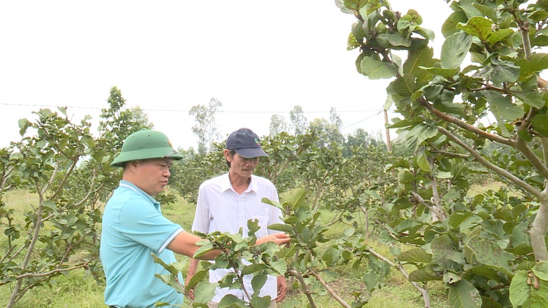 Chủ tịch UBND huyện Phan Chí Hùng (bên trái) kiểm tra, khảo sát vườn ổi ruby của bà Lê Thị Mỹ Hạnh, xã Bình Thuận