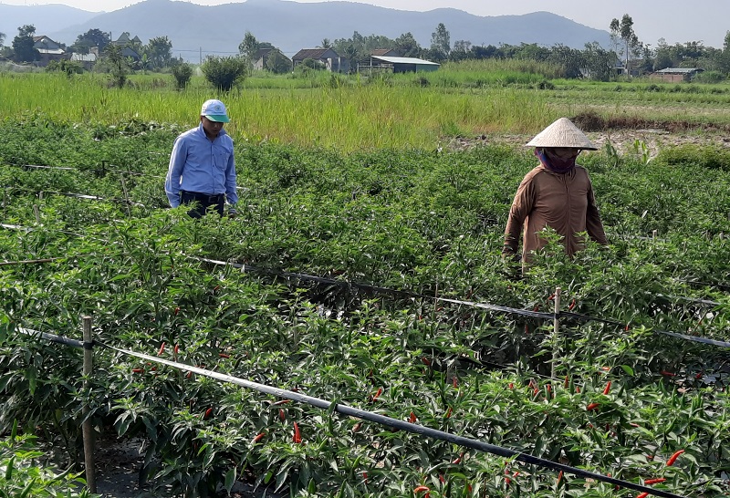 Kiểm tra tại các ruộng ớt