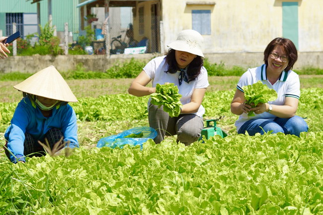 Huyện Tây Sơn quy hoạch làng rau VietGAP Thuận Nghĩa để phát triển du lịch. Ảnh: HẢI YẾN