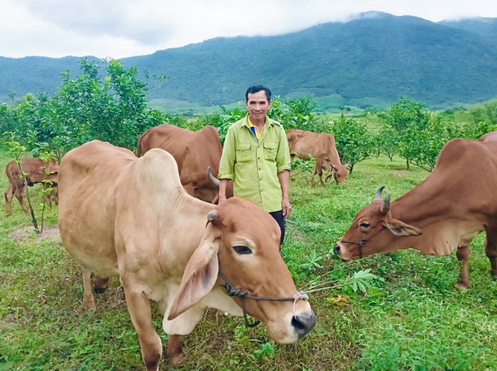 Mô hình trồng cây có múi, chăn nuôi tổng hợp của một nông dân xã Tây Giang