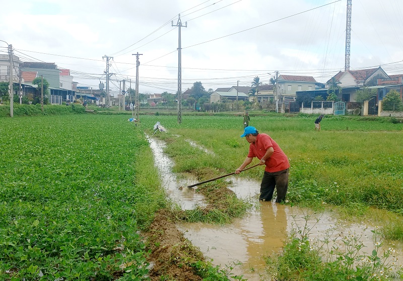 Tập trung chăm sóc cây trồng sau mưa lớn bất thường